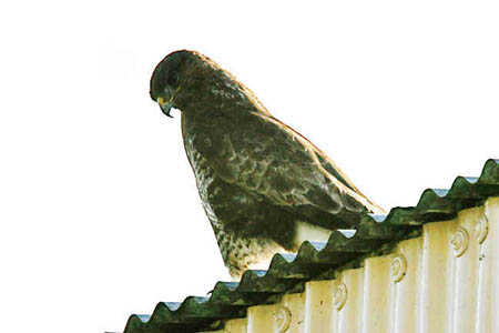 Buzzard with Intent Gaze