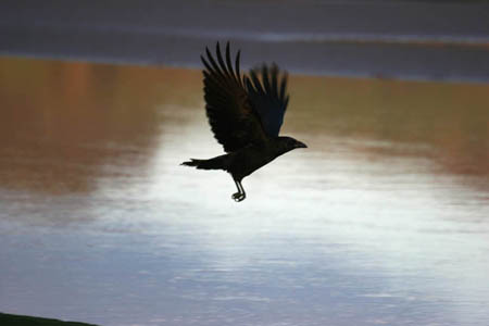 Crow over River
