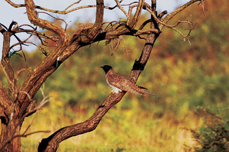 Cuckoo in Tree