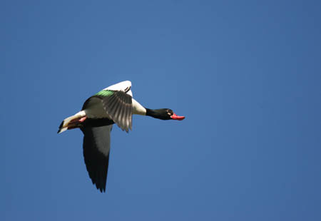 Duck in Flight