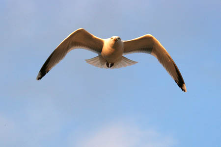 Flying Gull
