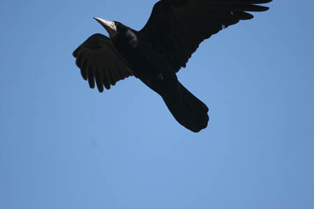 Flying Raven