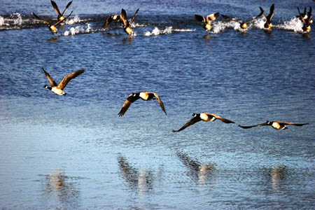 Geese Take Off