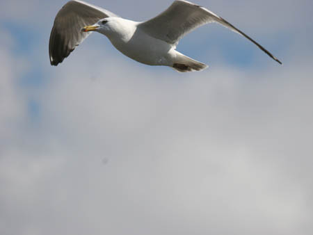 Gull Above