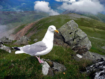 Gull Cader Idris