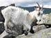A Mountain Goat on Tryfan