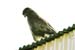 Buzzard with Intent Gaze