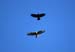 Buzzard with Raven