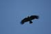 Chough in Flight