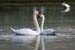 Courting Swans