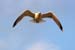 Flying Gull