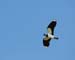 Flying Lapwing