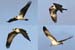 Flying Ospreys