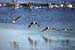 Geese Take Off