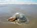 Giant Jellyfish