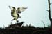 Glaslyn Ospreys