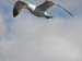 Gull Above