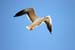Gull in Flight