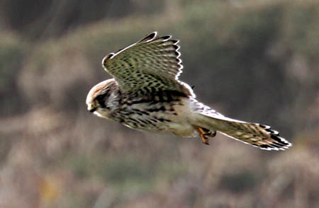 Kestral Llyn Peninsular
