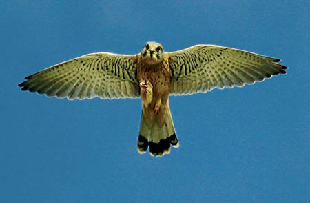 Kestral with Shell