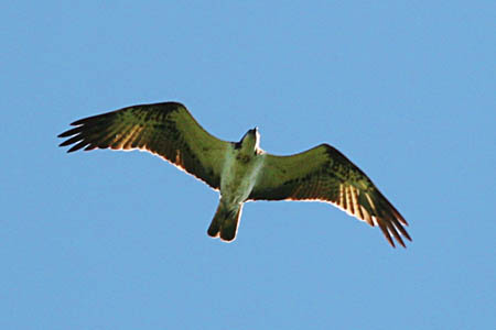 Male Osprey in Flight