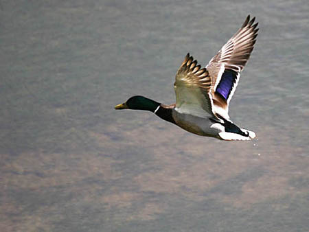 Mallard in Flight