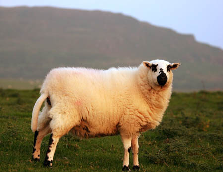Mottled Sheep