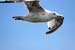 Gull on the Wing