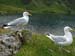 Gulls by Llyn Cau