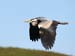Heron Flying By