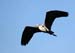 Heron on the Wing