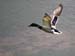 Mallard in Flight
