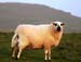 Mottled Sheep