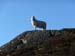 Mountain Sheep