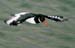 Oystercatcher in Flight2