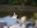 Oystercatcher in Motion
