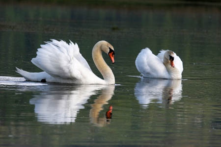Pair of Swans