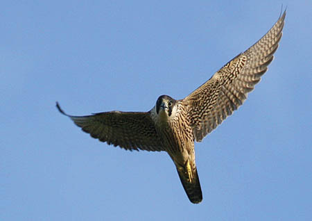 Peregrine in Flight