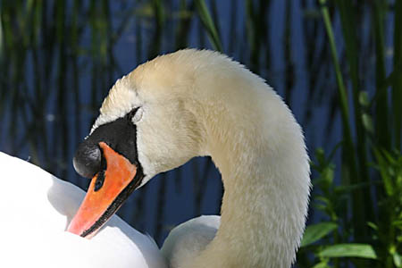 Preening Swan