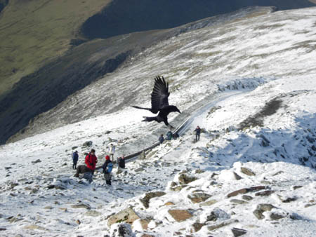 Raven around Snowdon