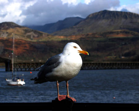 Seagull Barmouth Estuary