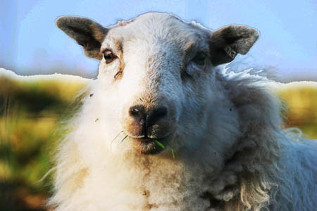 Sheep facing