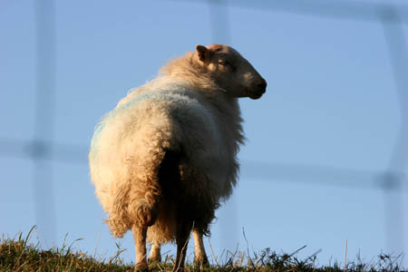 Sheep on Blue
