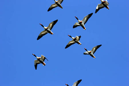 Shelduck Formation