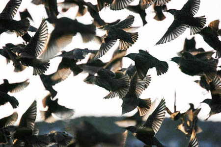 Starling Flock in Flight