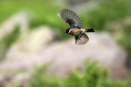 Stone Chat In Flight