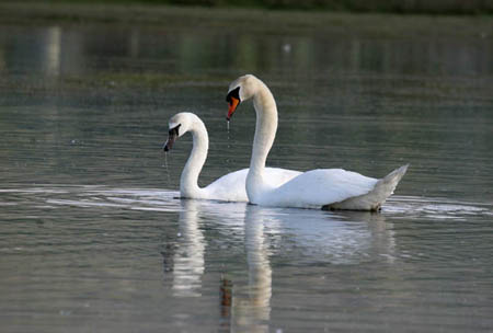 Swan Pair