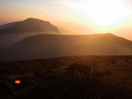 Dog on Nantle Ridge
