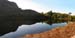 Llyn Cwm Bychan Tree#20007
