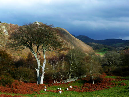 Beech Twin Trees2